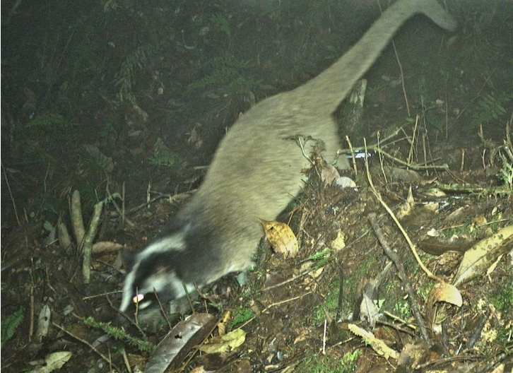 The masked palm civet or gem-faced civet (Paguma larvata) is a civet species native to the Indian Subcontinent and Southeast Asia.