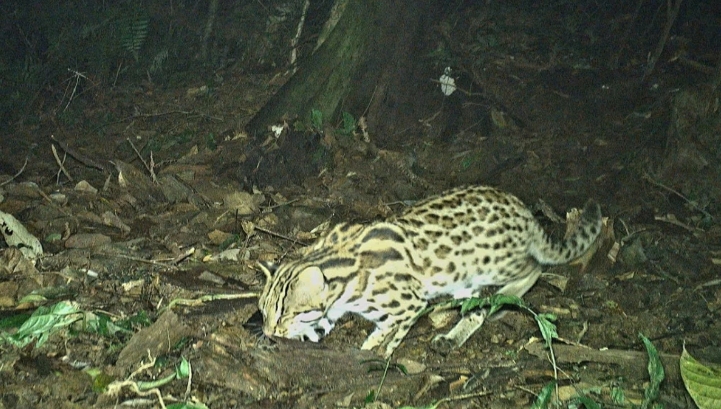 The marbled cat (Pardofelis marmorata) is a small wild cat native of South and Southeast Asia. Since 2002, it has been listed as “Vulnerable” by IUCN as its total population size is suspected to be fewer than 10,000 mature individuals, with no single population numbering more than 1,000.