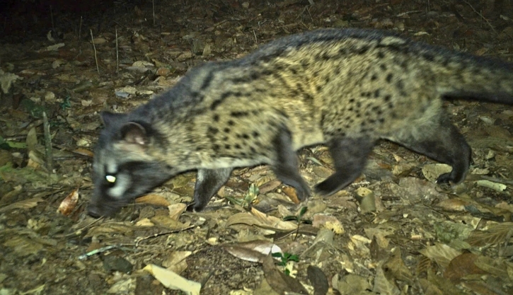 The large Indian civet (Viverra zibetha), a viverrid native to South and Southeast Asia, is listed as “Least Concern” on the IUCN Red List. The global population is thought to be decreasing due to hunting and trapping driven by the demand for bushmeat.