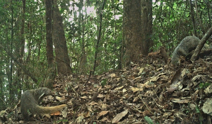 The crab-eating mongoose (Urva urva) is a species of mongoose found from the north-eastern Indian subcontinent and Southeast Asia to southern China and Taiwan (China). It is listed as Least Concern on the IUCN Red List.