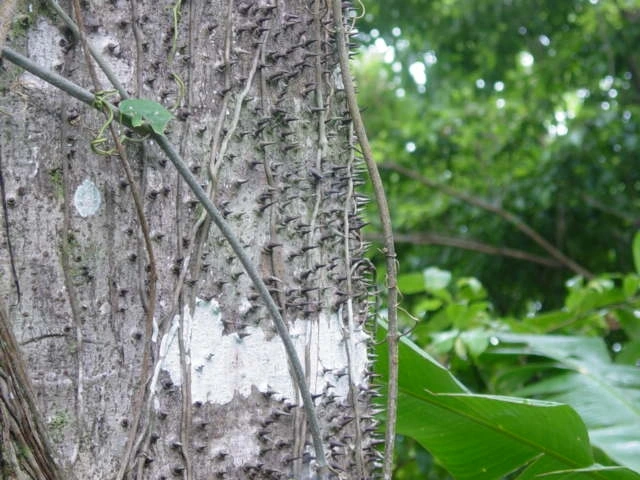 Cây sandbox. Ảnh: Tropical Natural History