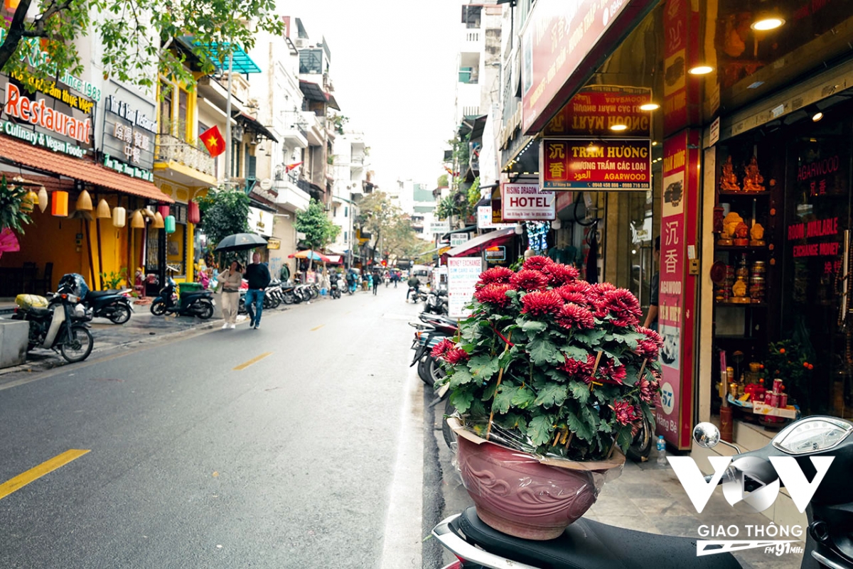 Một chậu hoa cúc cảnh với màu sắc khá lạ mắt vừa được mua về bày Tết của một gia đình trên phố Cầu Gỗ (Hà Nội)