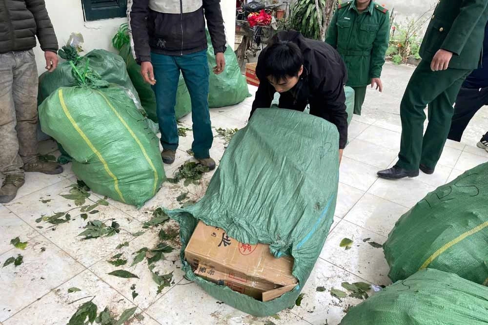 Tang vật thu giữ là 340 kg sâm Lai Châu.