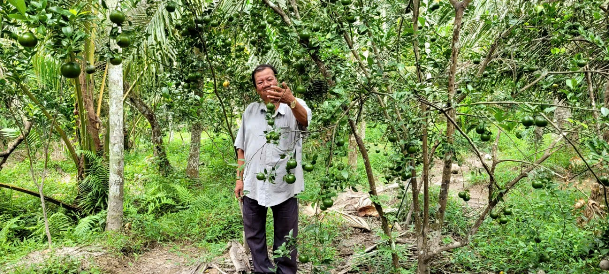 Nông dân Nguyễn Văn Bảy làm chủ 5 ha vườn cây ăn quả, có quy mô lớn ở tỉnh Bến Tre