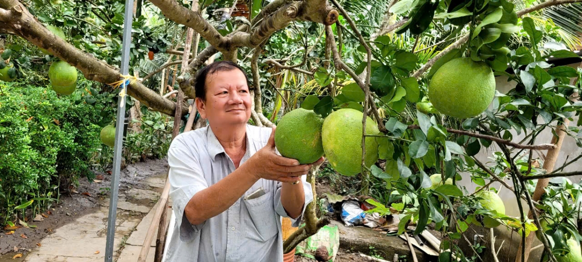 Trái bưởi da xanh hữu cơ của ông Bảy trồng được chứng nhận Ocop 4 sao có giá trị, đạt tiêu chuẩn xuất khẩu