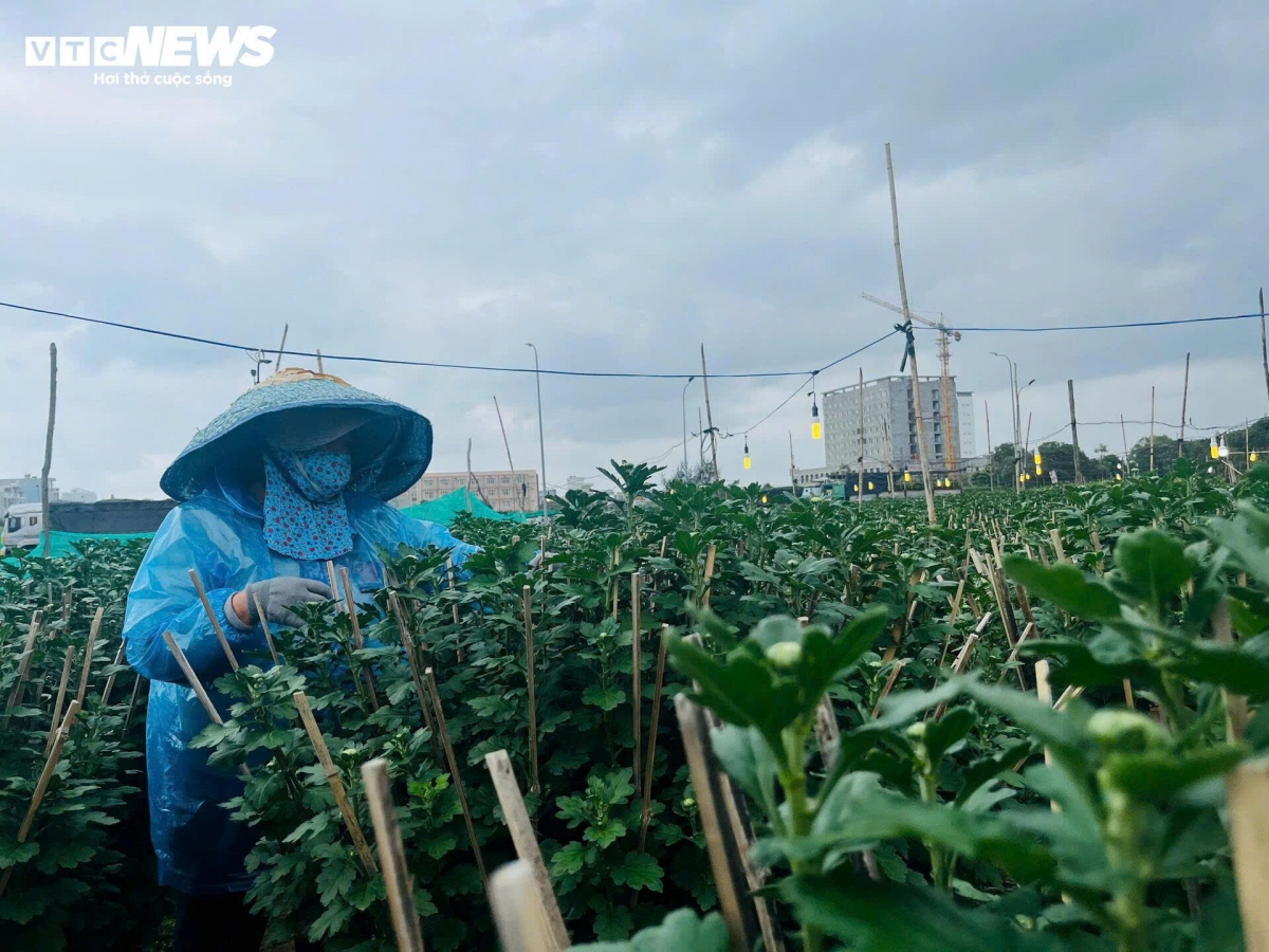 Bà Nguyễn Thị Nga (trú phường 9) cho biết, năm nay thấy tình hình kinh tế khó khăn, dự đoán sức mua kém nên bà chỉ trồng 200 chậu cúc. Không may, thời tiết mưa lạnh kéo dài khiến hoa nở muộn, có nguy cơ không kịp bán Tết. "Bình quân mỗi chậu tôi bán 350.000 đồng, giờ bán được bao nhiêu thì mừng bấy nhiêu", bà nói.