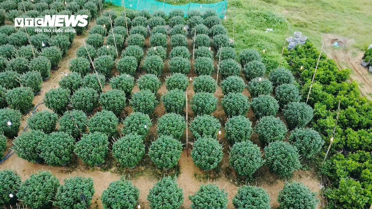 Chỉ còn 10 ngày nữa là đến Tết Nguyên đán, nhiều nhà vườn trồng hoa cúc tại TP Tuy Hòa, Phú Yên đứng ngồi không yên vì hoa chưa nở. Các hộ dân tìm đủ cách để kích những bông hoa cương nụ bung nở nhưng không mấy khả quan.