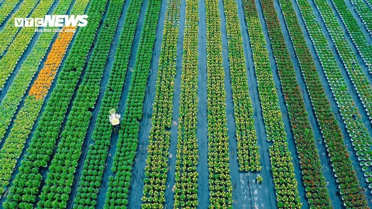 "Bắt buộc phải mua phân thuốc kích thích hoa, đầu tư chi phí cao lắm, phun thuốc liên tục nhưng hoa thì không lên giá nên người trồng năm nay lỗ", ông Dục nói.