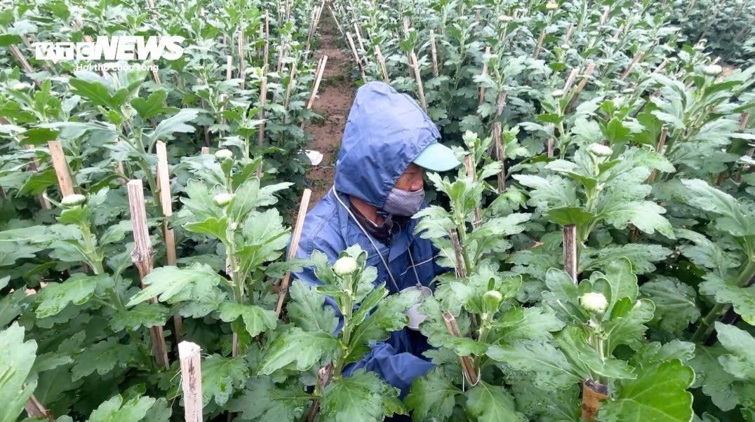 Một chủ vườn khác, ông Đặng Thanh Dục, cho biết thời tiết năm nay bất lợi khiến bà con trồng hoa rất vất vả. Vụ hoa chỉ diễn ra trong 4 tháng nhưng mất 2 tháng lạnh, không có nắng khiến hoa không kịp nở. Gió thổi mạnh nên người trồng phải sửa đi sửa lại vườn cúc nhiều lần.