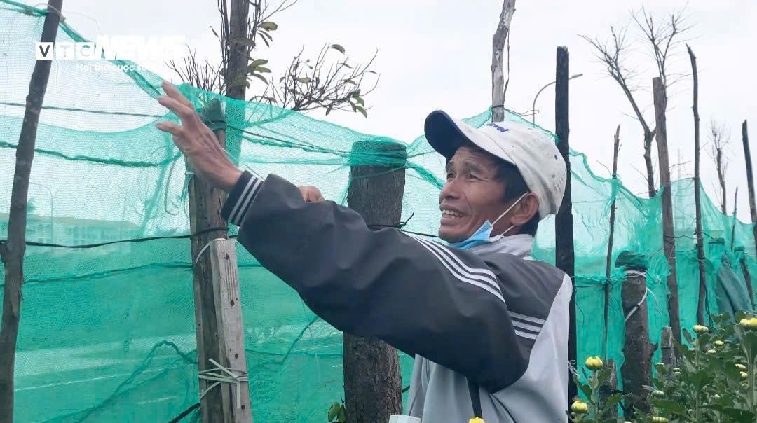 Nhiều nhà vườn phải đầu tư thêm rào lưới để hoa bớt bị gió làm hư hại.