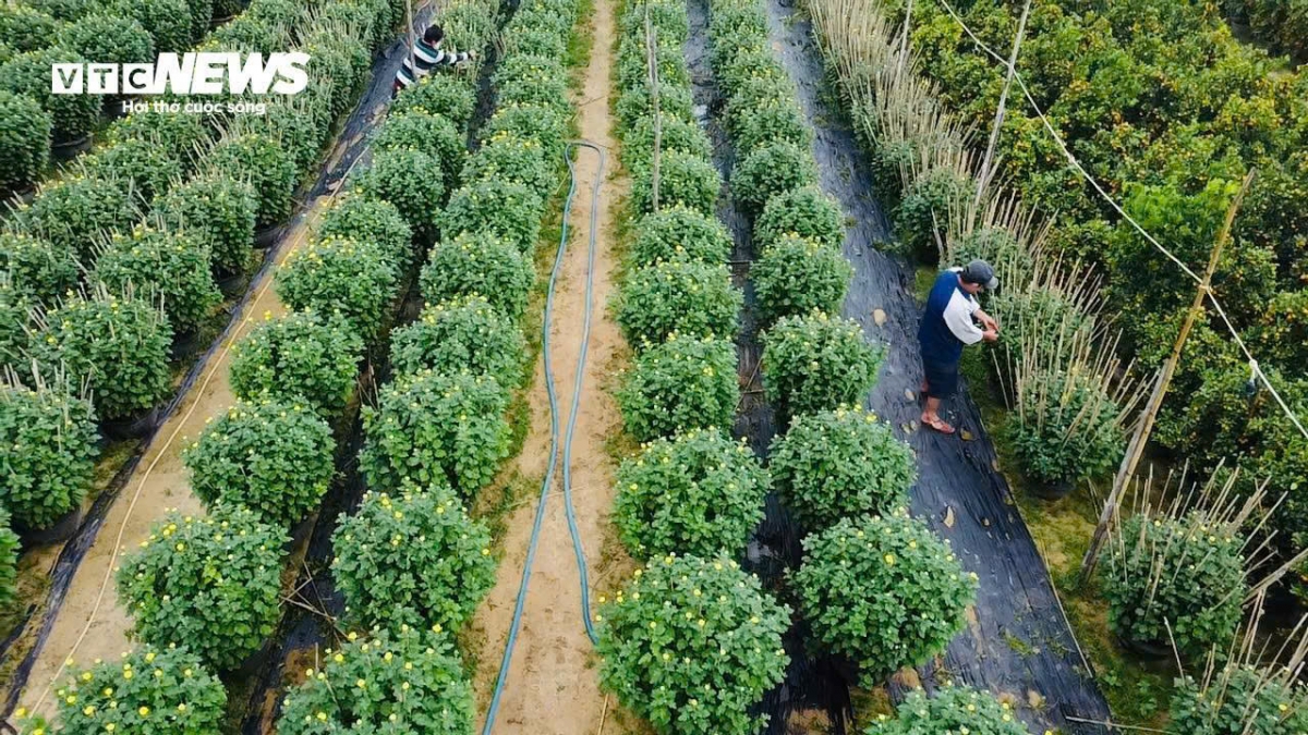 Ông Trần Văn Tuyến - Phó Chủ tịch Hội Nông dân TP Tuy Hòa cho biết, gần hết tháng Chạp nhưng mưa, gió và lạnh vẫn chưa hết; thời tiết bất lợi khiến hơn 30% trong 30.000 chậu cúc ở TP Tuy Hòa không kịp ra hoa đúng Tết.