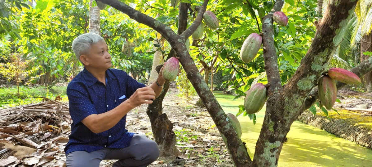 Ông Nhẫn ngoài thời gian công tác còn tích cực chăm sóc vườn cây ca cao trồng xen cây dừa
