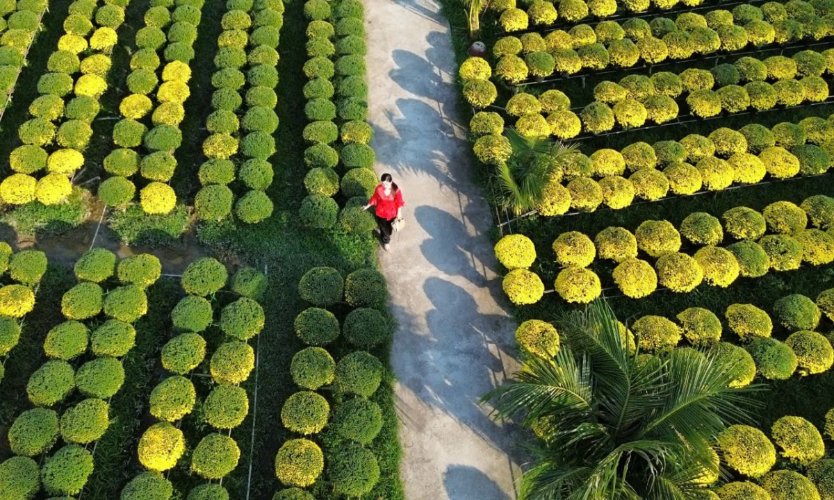 Thành phố Mỹ Tho (tỉnh Tiền Giang) và huyện Chợ Lách (tỉnh Bến Tre) có nghề trồng hoa Tết lâu đời phục vụ thị trường khắp cả nước