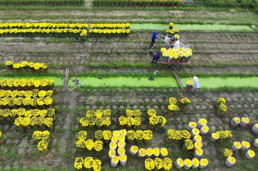 Nông dân thành phố Mỹ Tho "thu hoạch" ruộng hoa đưa ra phục vụ thị trường Tết các nơi
