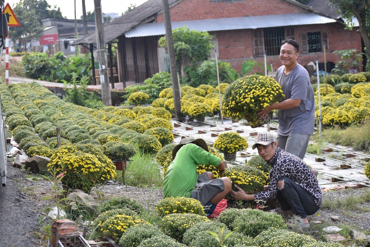 Nông dân huyện Chợ Lách bán hoa Cúc tại ruộng
