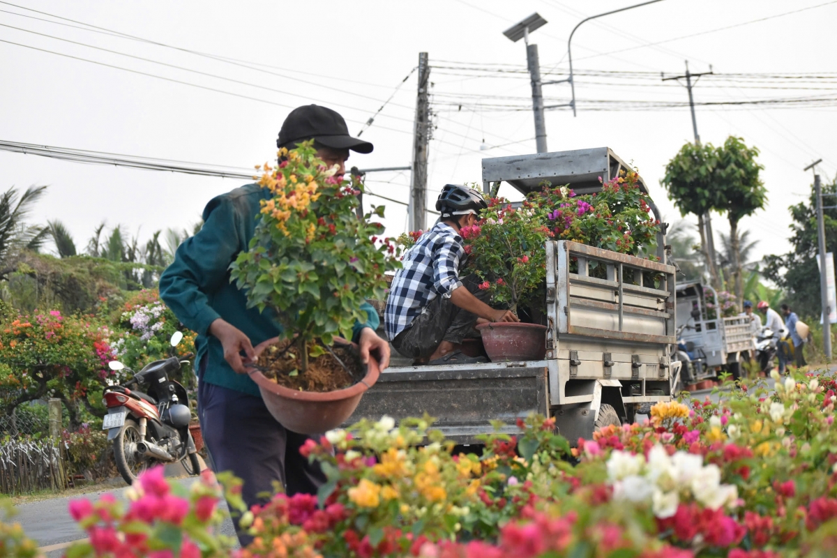 Hoa giấy của nông dân huyện Chợ Lách đưa ra thị trường Tết 