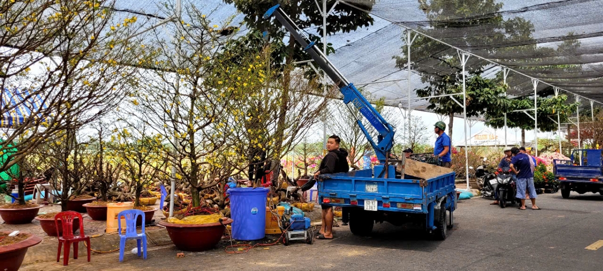 Mai vàng giá cao, hoa lại ít nên bán chậm.