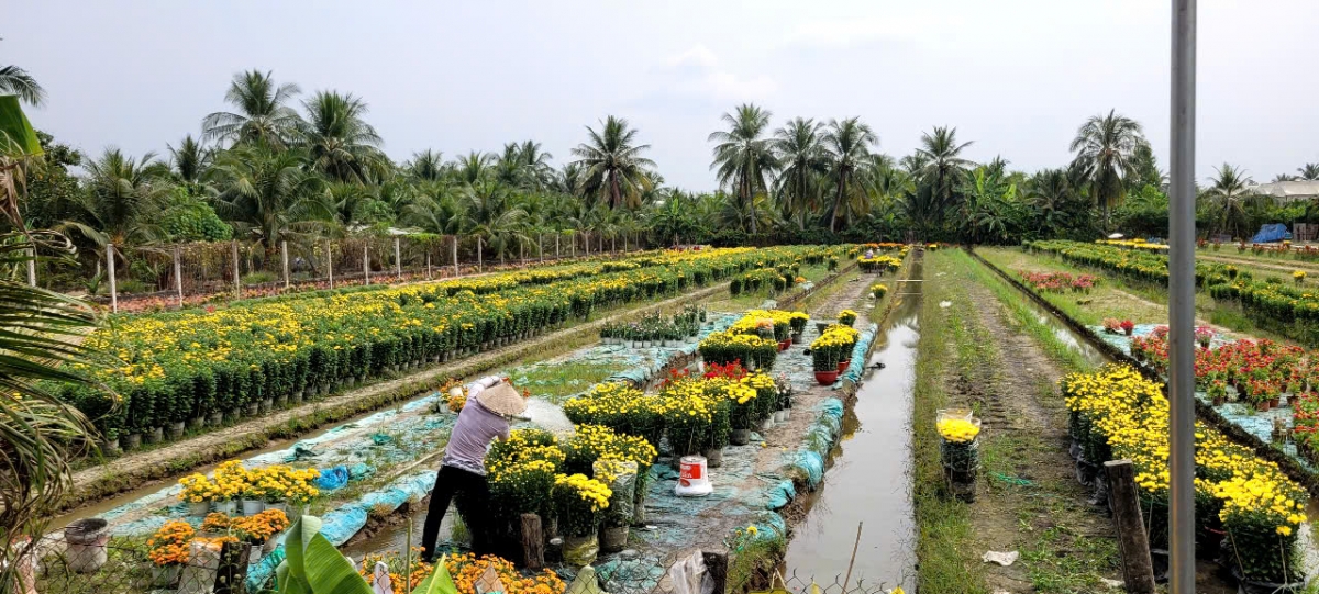Nông dân tỉnh Tiền Giang chăm sóc những diện tích hoa tươi còn lại trên ruộng.