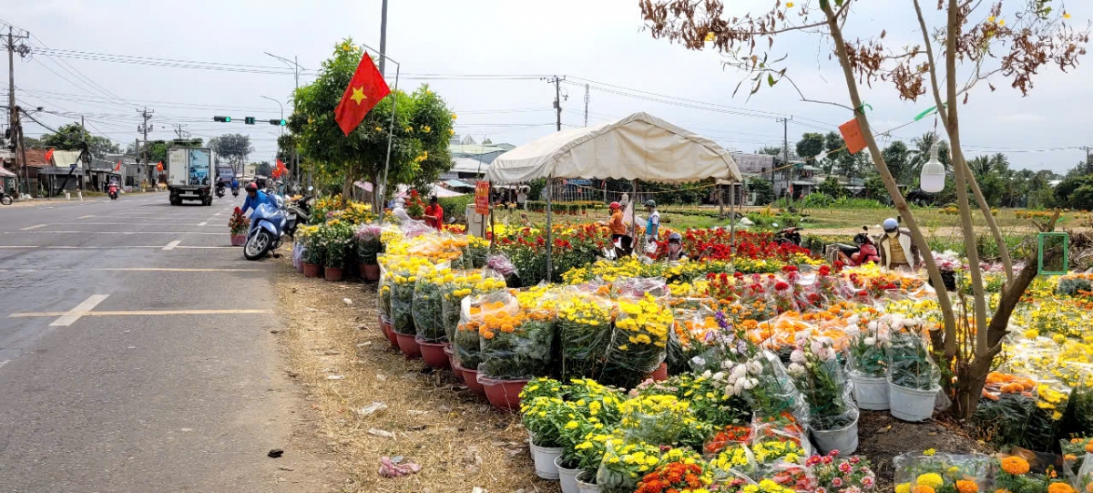 Người trồng hoa tại thành phố Mỹ Tho đưa hoa ra bày bán tại ven đường quốc lộ 50.