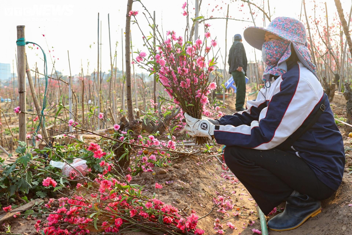 Những cành đào sau khi bị cắt bỏ, nếu còn nhiều nụ hoặc hoa đẹp sẽ được gom lại thành những bó đào dăm, bán với giá 15.000 - 30.000 đồng/bó. Nhiều người rất thích mua loại hoa này để chơi sau Tết hoặc cúng rằm tháng Giêng.