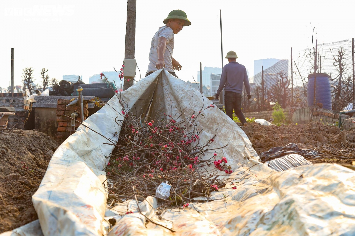 Cành đào sau khi cắt tỉa sẽ được nhà vườn dọn dẹp chất đống và đốt.