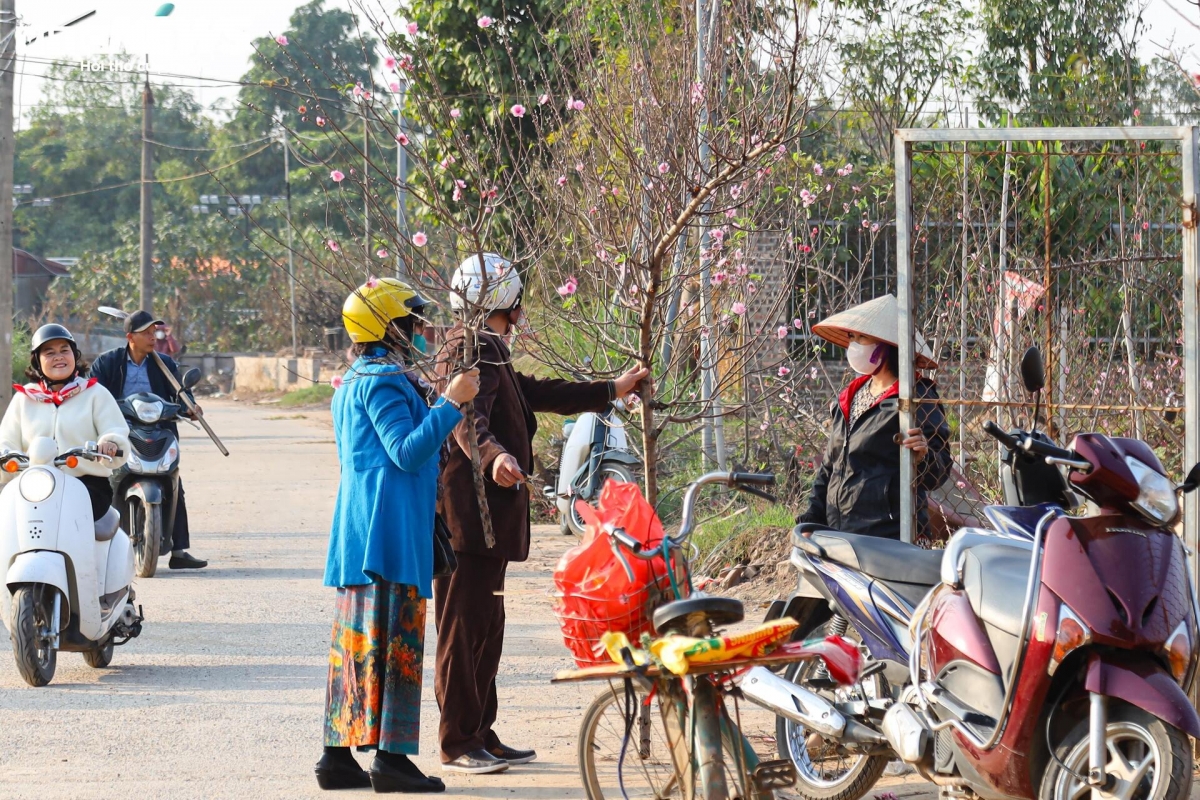 Một số khách vẫn tranh thủ ra tận vườn để chọn từng cành đào, mang về cắm trưng nhà.