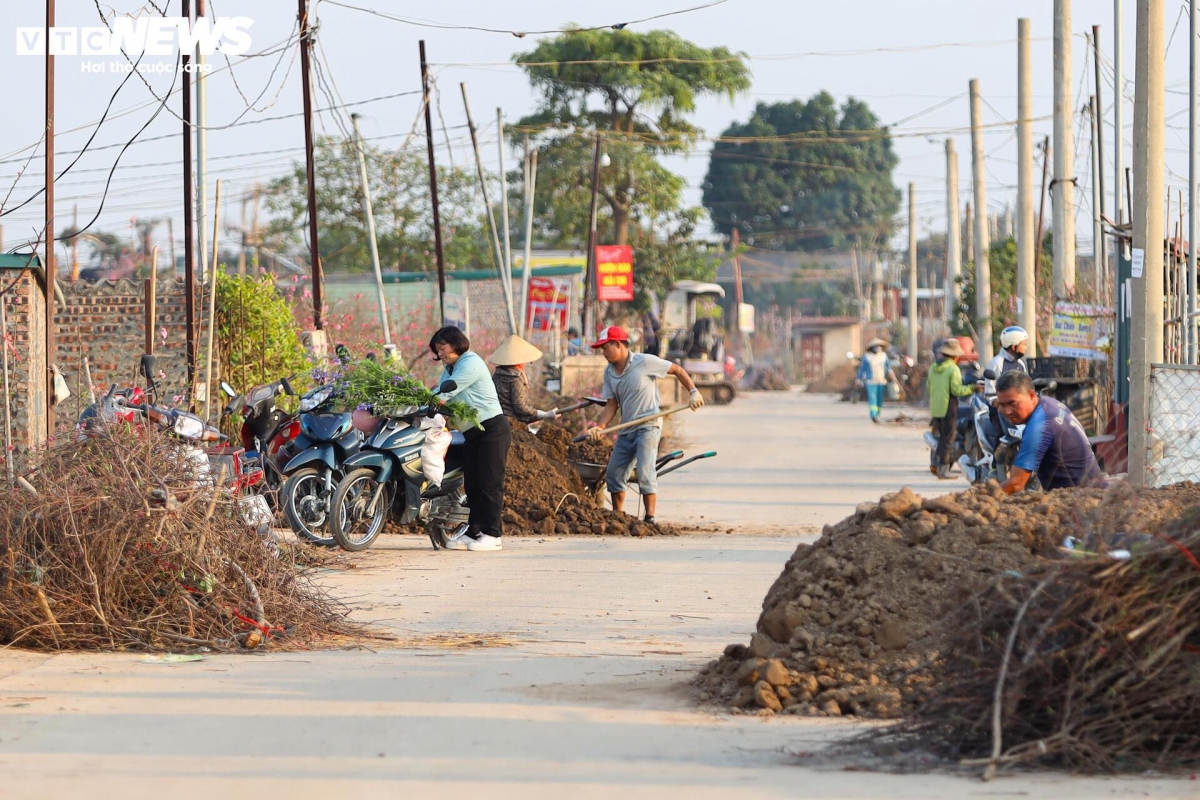 Ngay sau Tết Nguyên đán Ất Tỵ 2025, người dân làng <a href="https://vov.vn/xa-hoi/dao-nhat-tan-dao-nui-xuong-pho-hut-khach-choi-tet-som-post1144332.vov" target="_blank">đào Nhật Tân</a> (quận Tây Hồ) lại khẩn trương thu gom những cây đẹp về trồng lại để chăm sóc, cắt tỉa, chuẩn bị cho mùa Tết năm sau.