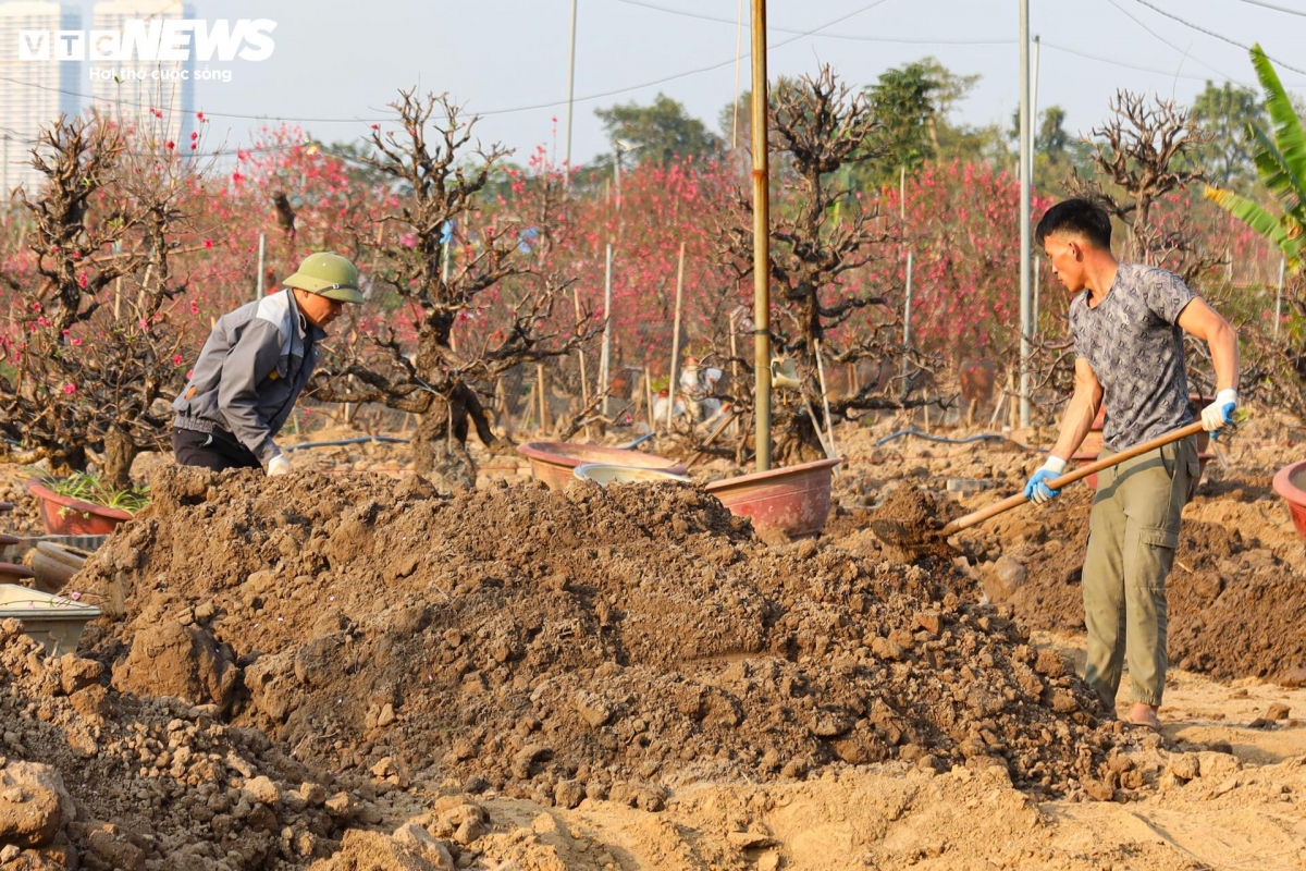 Những cây đào sau khi được cắt bỏ cành sẽ được bôi kem liền "sẹo" và bón đất để cung cấp thêm chất dinh dưỡng.