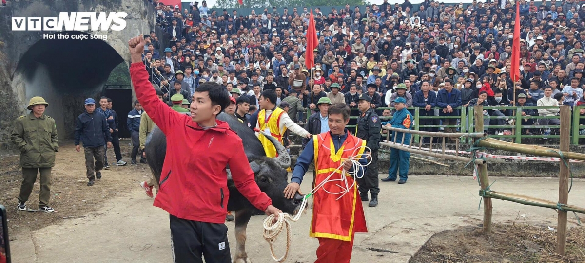 A total of 20 buffaloes from northern mountainous provinces such as Ha Giang, Tuyen Quang, Phu Tho, Lai Chau, and Dien Bien are selected to compete in the festival.