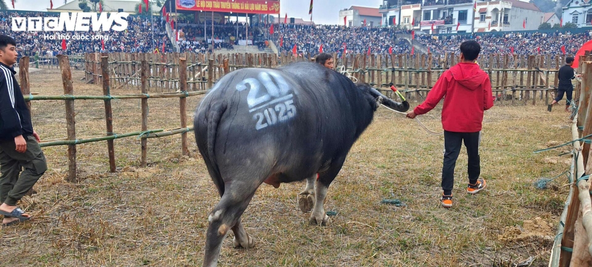 The Hai Luu buffalo fighting festival is one of the oldest of its kind in Vietnam.