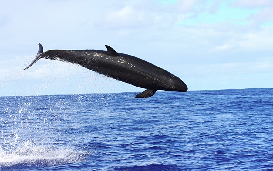 Cá ông chuông (cá voi sát thủ giả). Ảnh: Noaa.