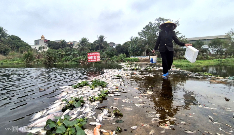 Người dân kéo ra bờ suối vớt cá chết về làm thức ăn gia súc, số khác ngâm ủ làm phân bón cho cây trồng (Ảnh: Lê Hoàng)