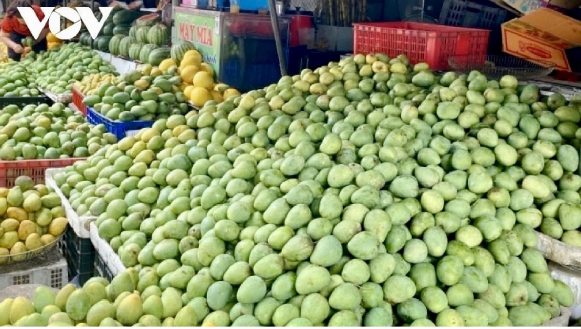 Sơn La hiện là một trong những vựa quả lớn của cả nước, với sản lượng mỗi năm khoảng 400.000 tấn