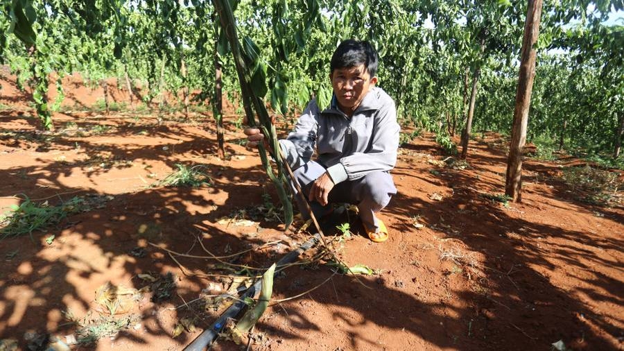 Ông Nguyễn Văn Hải buồn bã vì vườn chanh dây của gia đình đã bị kẻ gian cắt gốc