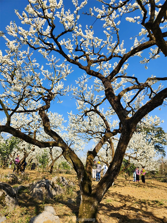 After the Lunar New Year or Tet, tourists tend to flock to the northern mountainous province of Son La to bask in the beauty of the northern region's plum blossoms.