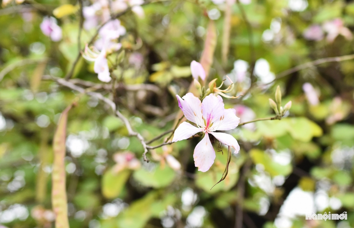 Each flower contains four or six petals, all of which feature bright pink veins.