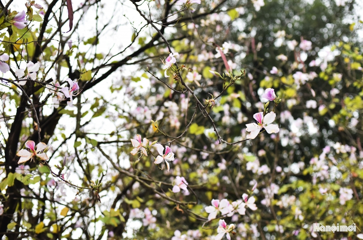 Their beauty and fragrance provides both locals and tourists with an unforgettable memory.