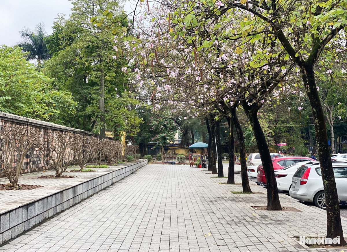Residents and tourists can easily spot the flowers as they blossom on trees on Bac Son and Hoang Dieu streets.