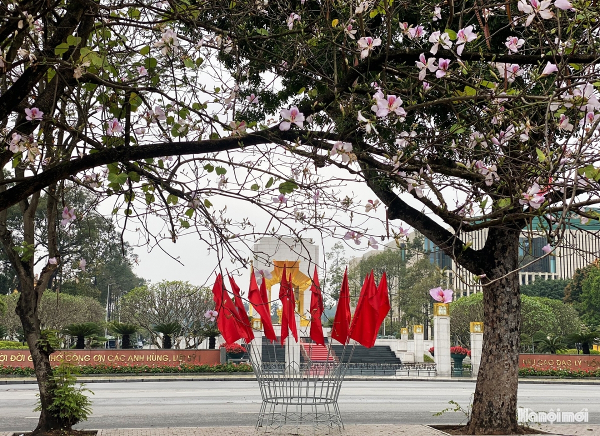 The flowers have been grown in Hanoi since 1960s. So far, they have become an indispensable part of the life of Hanoians.