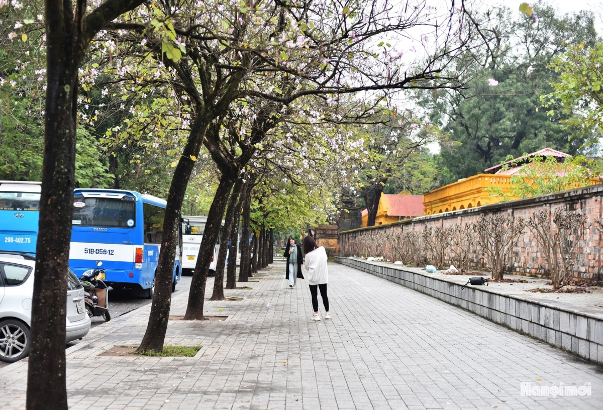 Many people snap photographs of the bright flowers in order to keep memories of the spring blossoms.