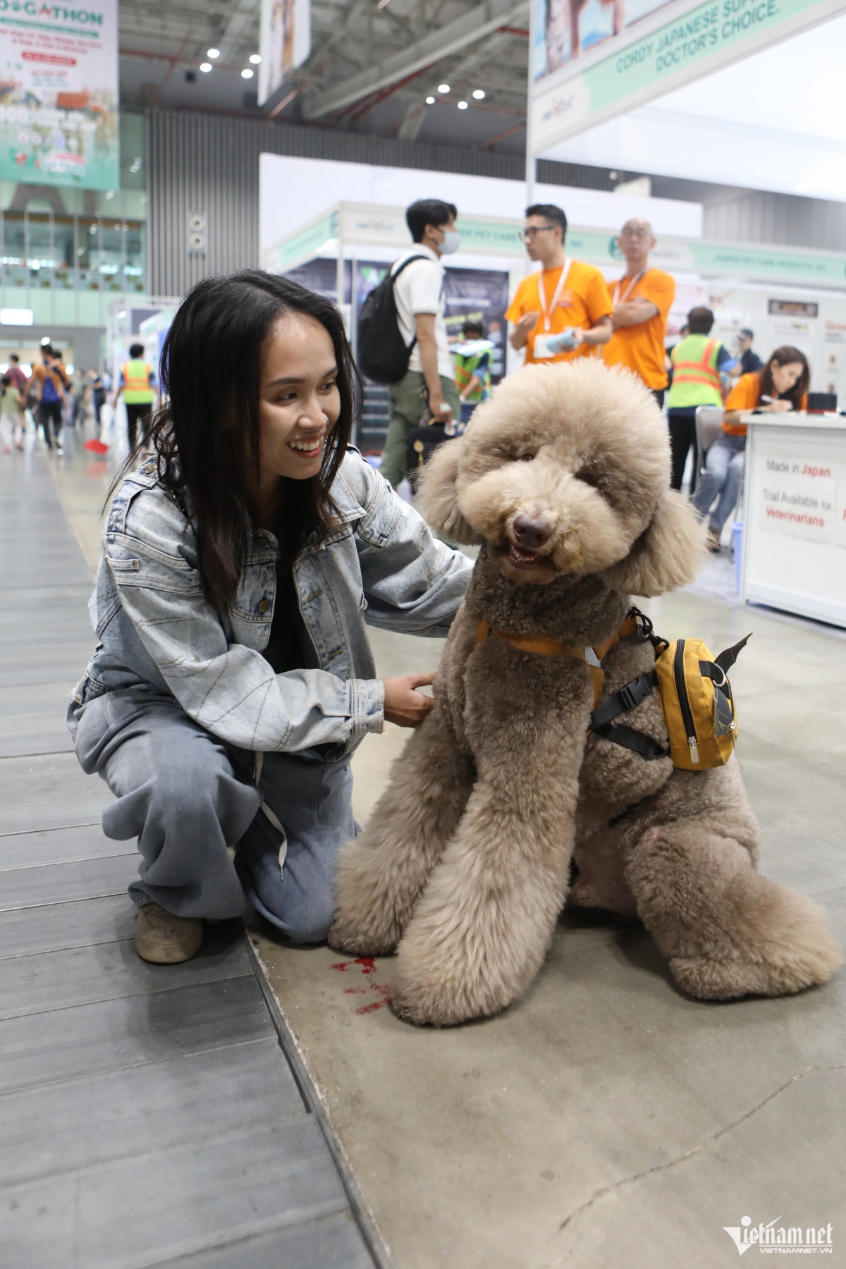 A poodle is carefully groomed by its owner before joining in the competition.