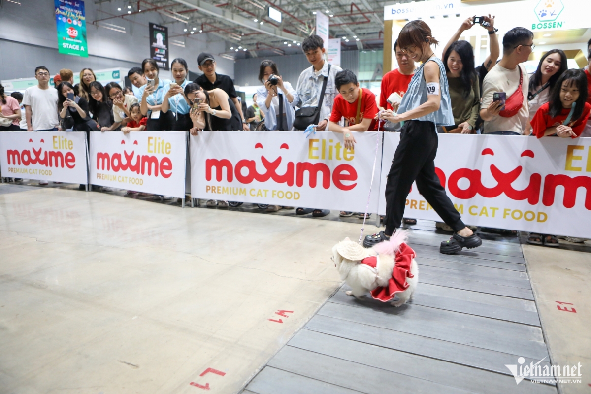As many as 250 pets take part in different stages, including the dog talent show as well as dog and cat fashion segments.