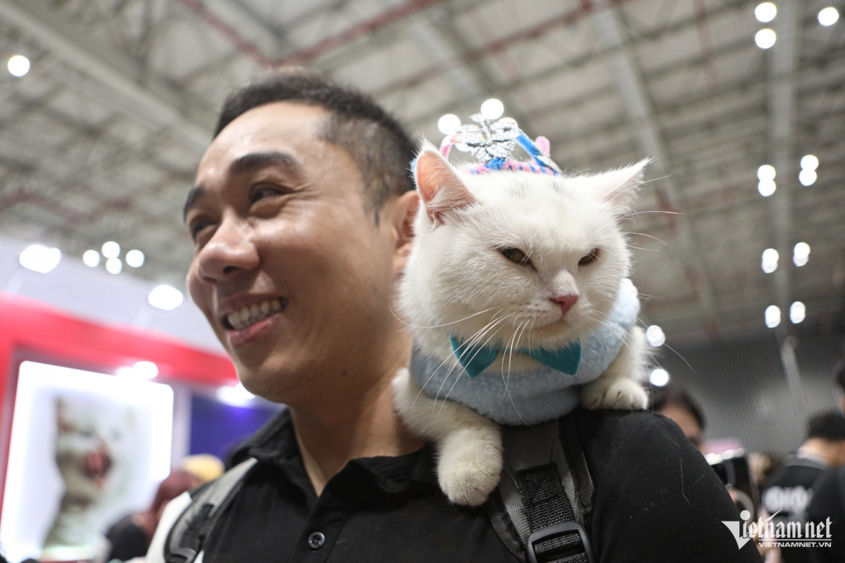 Audiences feast their eyes on dozens of beautiful cat breeds competing in the contest.