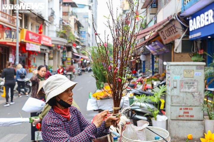 Giá đào cành sau nhiều ngày tăng nhiệt thì đến nay cũng đã giảm mạnh, đào dăm chỉ còn 50.000 - 60.000 đồng/bó, so với mức 70.000 - 80.000 đồng/bó trước đó.