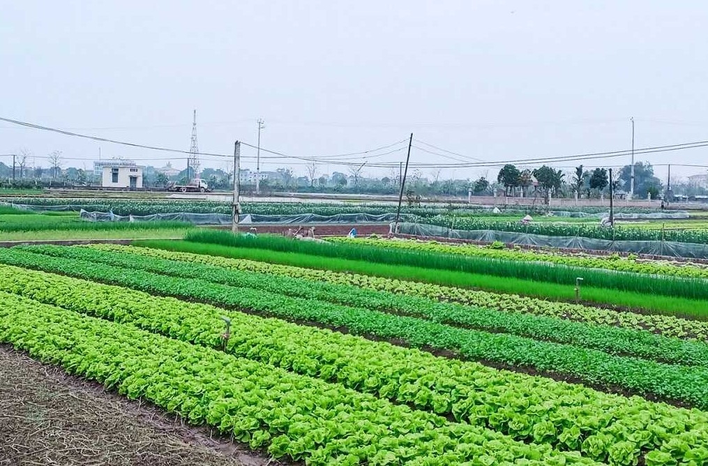 Đề xuất miễn, giảm tiền thuê đất cho các dự án nông nghiệp (Ảnh minh họa: KT)