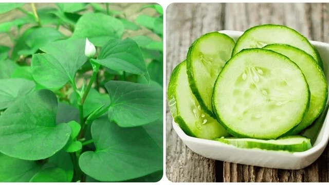 Rau diếp cá và dưa chuột là hai loại rau xanh giúp cải thiện tình trạng táo bón, khó tiêu rất hiệu quả