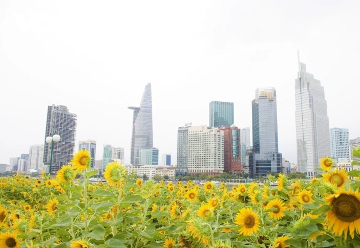 The sunflower field is planted before the Lunar New Year festival on the banks of the Saigon River in Thu Duc city. In spring, the field appears in full bloom, creating a poetic scene.