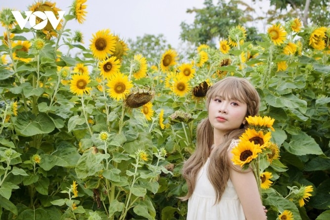 Xuan Nhi, 21, from Long An province, shares that she wants to keep wonderful moments with beautiful sunflowers through photos as a way to maintain memories of her youth.