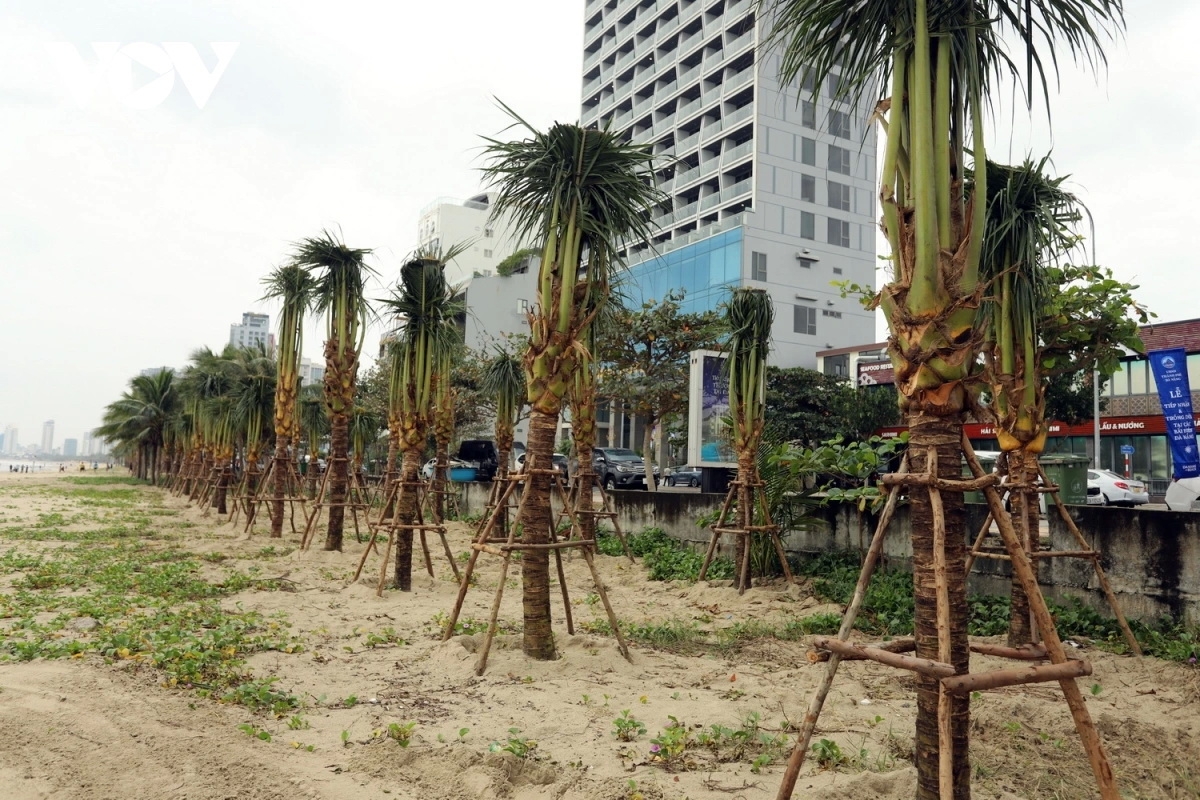Thành phố Đà Nẵng phấn đấu trồng 3.500 cây dừa dọc bãi biển du lịch
trong năm 2025