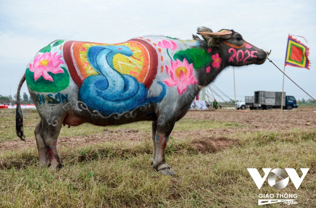 Some buffaloes are selected to participate in the ritual to pray for favourable weather and bumper crops.